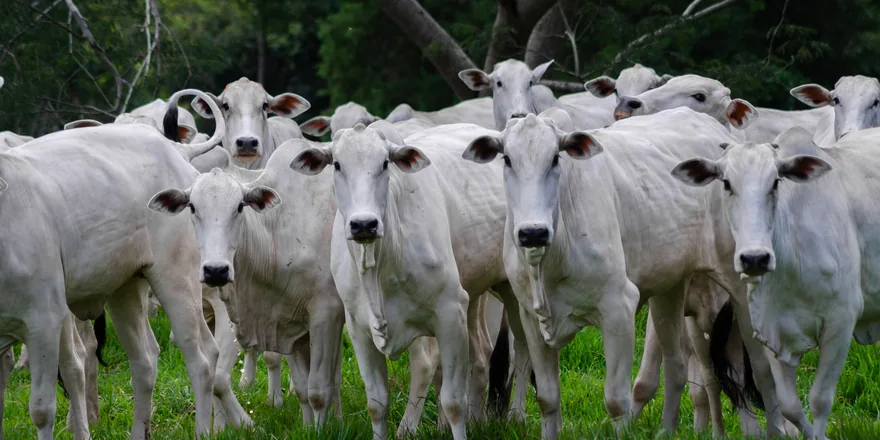 Seguro Rural — A céu aberto, um único evento pode comprometer uma safra inteira. A ge